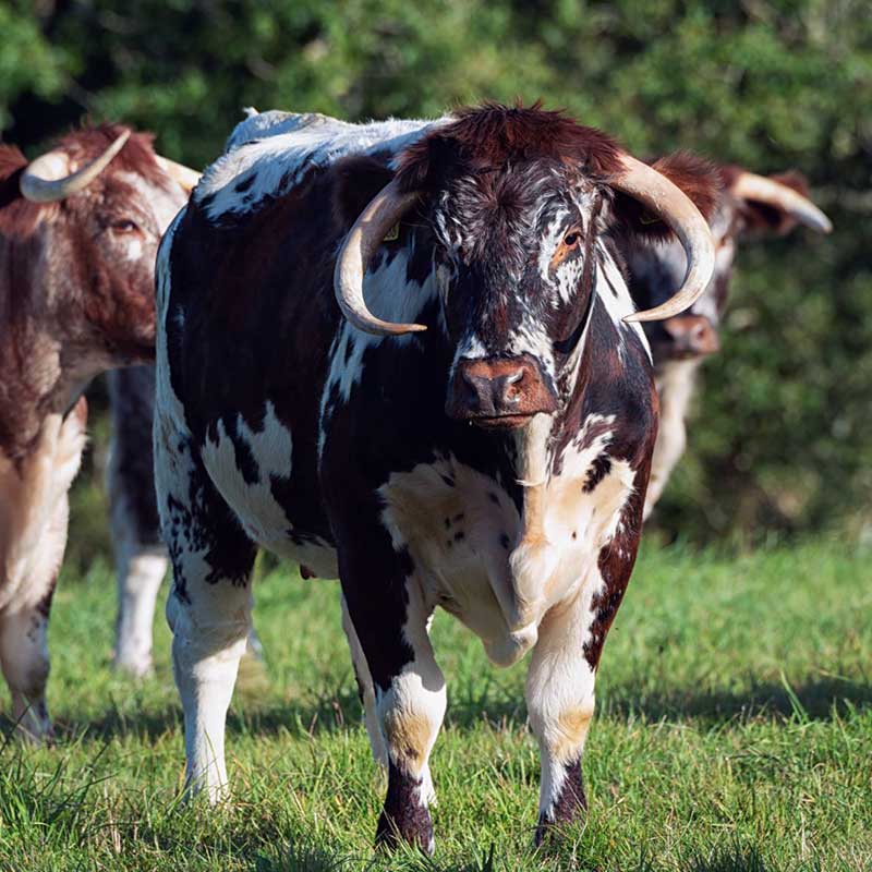 Longhorn and Beef Shorthorn cattle