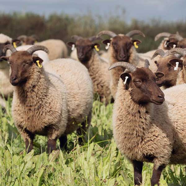 Sheep in Herbal Leys