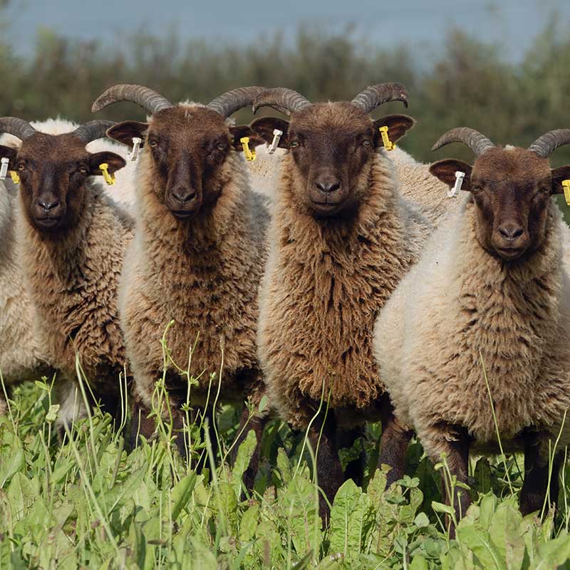 Sheep standing in grass